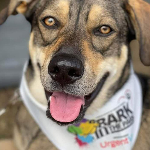 Pamela A. Walton's dog Vinnie wearing a Bark in the Park bandana